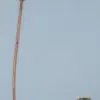 Pressure Gauge Line, SEII 42K (ver. 2) [D.4 L.300, copper pipe]