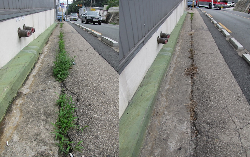 before and after photo of sidewalk that has been steam weeded with the Optima